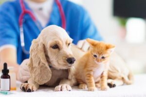 Clínicas veterinarias y profesionales veterinarios en Jijona