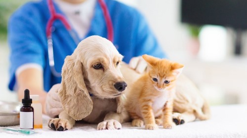 Clínicas veterinarias y profesionales veterinarios en Jijona