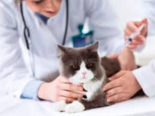 Clínicas veterinarias en Manzanares el Real
