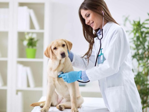 Clínicas veterinarias y profesionales veterinarios en Mazarrón