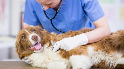 Clínicas veterinarias y profesionales veterinarios en Mugardos