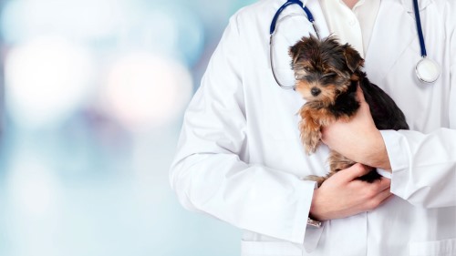Clínicas veterinarias en Nacimiento