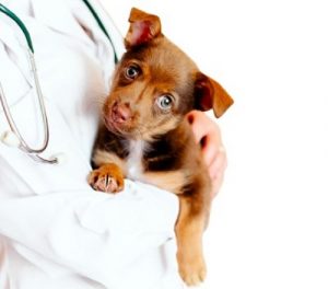 Clínicas veterinarias y profesionales veterinarios en Navidad