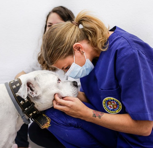 Clínicas veterinarias y profesionales veterinarios en Pontevedra
