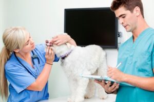 Clínicas veterinarias en Porcuna
