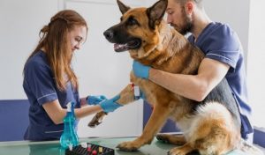 Clínicas veterinarias y profesionales veterinarios en Porvenir
