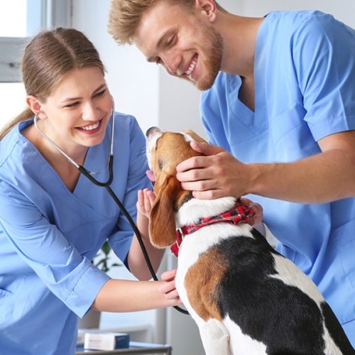 Clínicas veterinarias y profesionales veterinarios en Reocín
