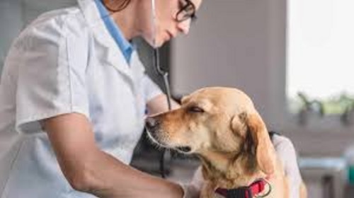 Clínicas veterinarias y profesionales veterinarios en Sacramento