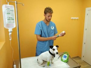 Clínicas veterinarias y profesionales veterinarios en Santiago
