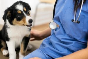 Clínicas veterinarias y profesionales veterinarios en Tineo