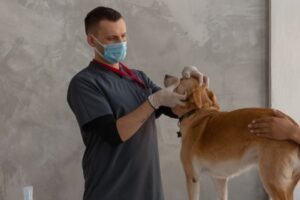 Clínicas veterinarias y profesionales veterinarios en Toledo