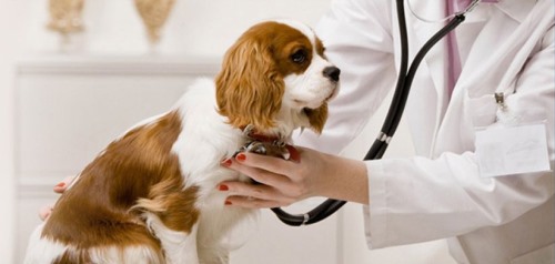 Clínicas veterinarias y profesionales veterinarios en Usúrbil