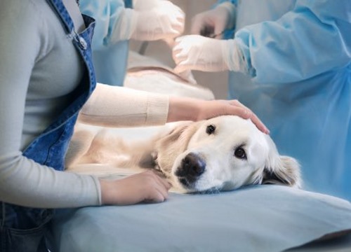 Clínicas veterinarias y profesionales veterinarios en Viesca