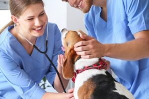 Clínicas veterinarias y profesionales veterinarios en Vilaboa