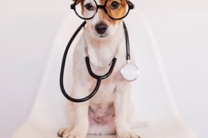 Clínicas veterinarias y profesionales veterinarios en cosío