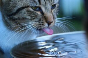 a los gatos les gusta el agua fría en su plato