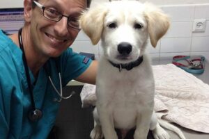 beneficios y ventajas de ser veterinario