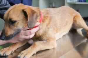 cancer en perros como tratarlo