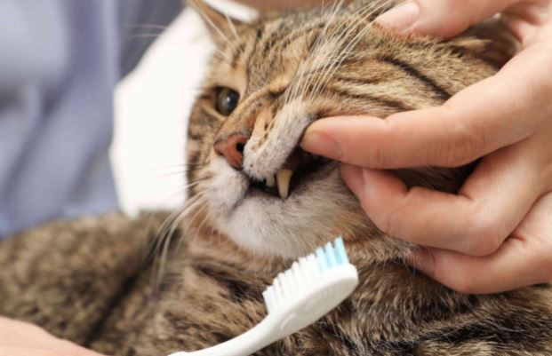 mantener la higiene bucal de un gato