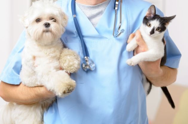 prevenir enfermedades cardiovasculares en perros y gatos