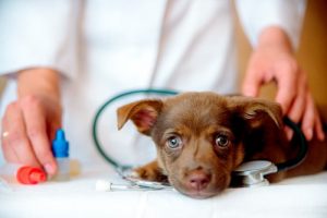 Clínicas veterinarias y profesionales veterinarios en Nazas