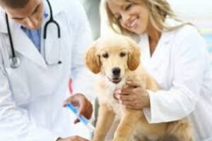 Clínicas veterinarias y profesionales veterinarios en real de asientos