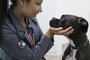 Clínicas veterinarias y profesionales veterinarios en Soledad de Doblado