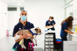 Clínicas veterinarias y profesionales veterinarios en Madero