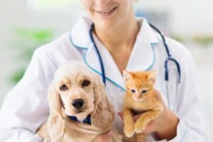 Clínicas veterinarias en Akil