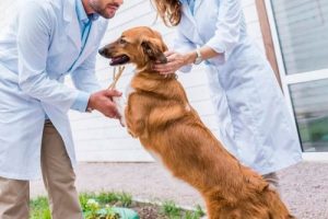 Clínicas veterinarias en Chemax