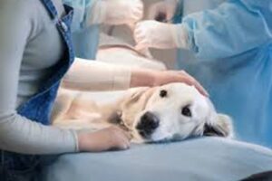 Clínicas veterinarias en hopelchén