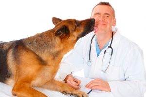 Clínicas veterinarias y profesionales veterinarios en Quiroga